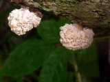 Xylocoremium flabelliforme image