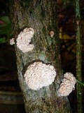 Xylocoremium flabelliforme image