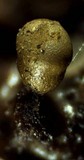 Trichia varia image