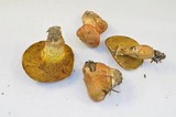 Suillus caerulescens image