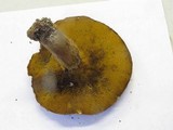 Suillus caerulescens image