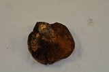 Suillus lakei image