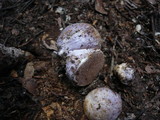 Hymenogaster remyi image