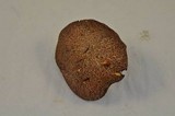 Suillus lakei image