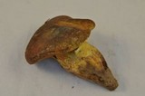 Suillus ponderosus image