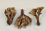 Thelephora palmata image