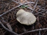 Boletus chrysenteron image