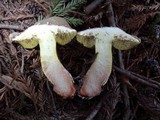 Boletus chrysenteron image