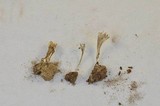 Aphelaria tuberosa image