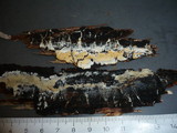 Mutatoderma mutatum image