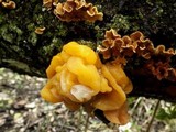 Naematelia aurantia image