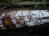 Peniophorella praetermissa image