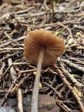 Entoloma hebes image