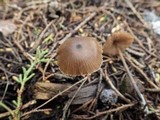 Entoloma hebes image