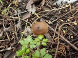 Entoloma hebes image