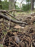 Entoloma hebes image
