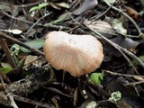 Entoloma roseum image
