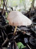 Entoloma roseum image