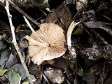 Entoloma roseum image