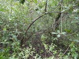 Entoloma roseum image