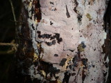Hyphoderma setigerum image