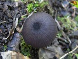 Entoloma serrulatum image