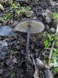 Entoloma serrulatum image