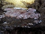 Ceriporia purpurea image