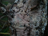 Hyphoderma setigerum image