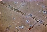 Ceriporia purpurea image