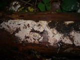 Hyphoderma setigerum image