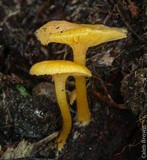 Chrysomphalina aurantiaca image