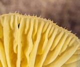 Chrysomphalina aurantiaca image