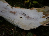Hyphodontia breviseta image