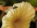 Lichenomphalia umbellifera image