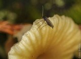 Lichenomphalia umbellifera image