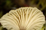 Lichenomphalia umbellifera image