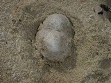 Scleroderma bermudense image