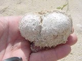 Scleroderma bermudense image