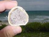Scleroderma bermudense image