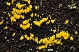 Mucronella flava image