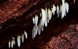 Mucronella fusiformis image