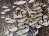 Trichaptum abietinum image