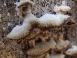 Trichaptum abietinum image