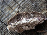 Trichaptum abietinum image