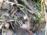 Ciboria amentacea image