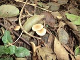 Alnicola melinoides image