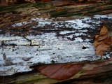 Hyphodontia pallidula image