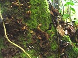 Laurobasidium lauri image