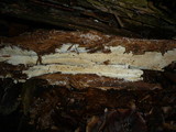 Gloeohypochnicium analogum image